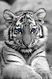 Black And White Baby Tiger Pictures Blue Eye White Tiger Tiger Pictures White Tiger Tiger Wallpaper