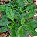 Image result for Struchium