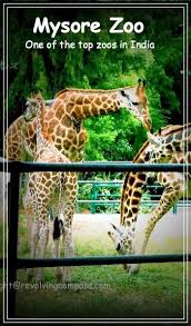 Mysore Zoo A Perfect Weekend Getaway From Bangalore Mysore Zoo Zoo In India Travel Destinations Asia