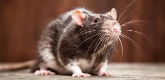 Aparitia fostului iubit in somn arata, insa, un lucru clar: Ce InseamnÄ Cand Visezi Èobolani Èi Èoareci DicÈionar De Vise