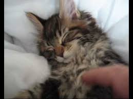 Books and articles dealing with these aspects of the maine coon cat have been well received as people. Maine Coon Ragdoll Mix Mojo Youtube