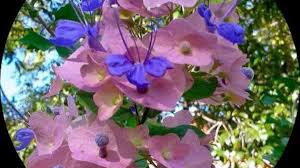 Image result for Karomia tettensis