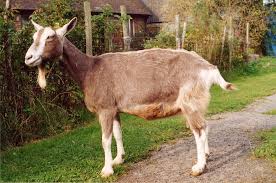 To get relief from excessively dry skin, you need to apply the moisturizer that your dermatologist selects as often as prescribed in your treatment plan. Itchy Dry Skin Hair Loss Goats Camrosa Equestrian