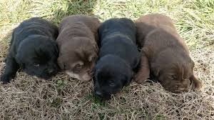 Newest oldest price ascending price descending relevance. Litter Of 4 Labrador Retriever Puppies For Sale In Morganton Nc Adn 61624 On Puppyfinder Com Gender Male S Puppies For Sale Lab Puppies Labrador Retriever