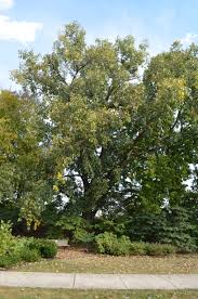 Image result for Populus deltoides