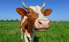 Now you can use these photos however you wish, for free! What It Means To Have A Cow And More Cattle Based Idioms Modern Farmer