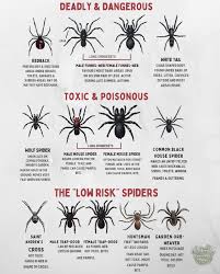 Image result for wolf spider bite skin
