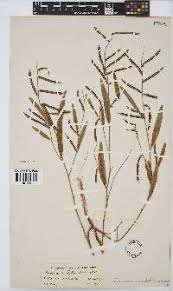 Image result for Oliverella rubroviridis