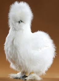 Happy National Bird Day Globworld Blog Silkie Chickens Beautiful Chickens Bantam Chickens