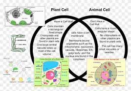 One other important difference between plant and animal cells can be found in another organelle called a vacuole. Animal Cells That Is Not In Plant Cells Hd Png Download 1161x714 4826832 Pngfind