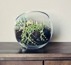 Terrarium Nedir Teraryum Yapimi Asamalari Terraria Terrarium Teraryum