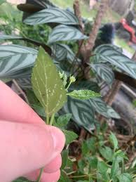 Image result for puklice na orchideích obrázek