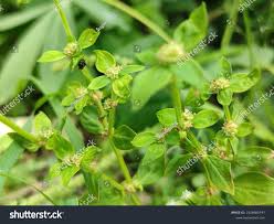 Image result for Spermacoce ruelliae