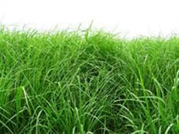 Image result for Eragrostis tef