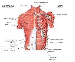 Related posts of anatomy of the chest and stomach human bone anatomy 3d. Muscles Of The Chest And Abdomen Muscle Anatomy Muscle Muscle Diagram