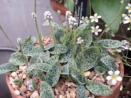 Image result for Drimiopsis