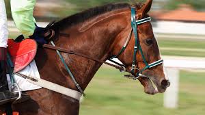 The article is related to 300 plus sports trivia questions through which you would be able to remember and recall all such events and have a laugh yet once again. How Much Do You Know About The Kentucky Derby Howstuffworks