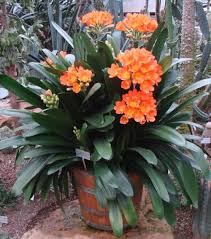 Pflanzen, die viele kleine blätter haben wie ein asparagus, werden am besten regelmäßig mit lauwarmem wasser abgeduscht, empfiehlt kilousek. Clivia Arten Pflege Der Pflanze Pflanzenfreunde Com
