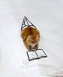 goryachee smeshnye fotografii koshek samye milye zhivotnye sumasshedshie koshki