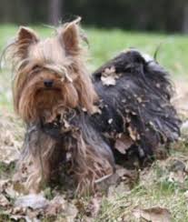 Puppies born black and tan or black and gold will change to blue and tan or blue and gold unless their parents had the recessive black gene. Werden Alle Yorkshire Terrier Irgendwann Grau Hund Fell