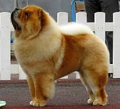 The mature chow chows are from 40cm to 50 cm high, and weigh from 30kg to 40kg. Chow Chow Wikipedia