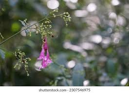 Image result for Isoglossa