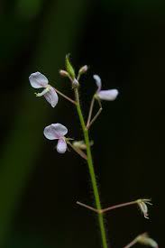 Image result for Grona adscendens