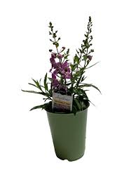 Image result for Angelonia