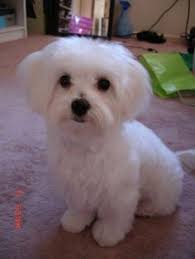 maltese puppy haircu maltese puppy haircuts otis s new haircut maltese dogs forum spoiled maltese forum malta kopegi yavru kopek sevimli kopek yavrulari