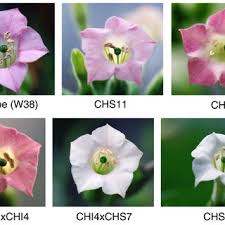 All extensions other than.com price: Pdf Molecular Breeding Of Flower Color