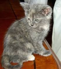 Tortoise Shell Calico Cat Dilute Tortie Domestic Long Hair Cat If A Sweet Gentle Lap Cat Friends Gatos Mirarte Seres Magicos