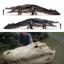 Purussaurus is one of the largest known of the giant crocodilians, perhaps  even surpassing Sarcosuchus in size. It reigned supreme in central South  America in the Miocene period, 8 million years ago. :