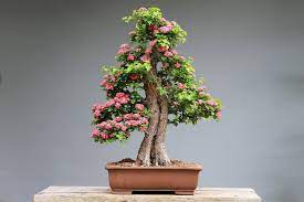Indoor bonsai are bonsai cultivated for the indoor environment. Where To Find The Best Bonsai Trees For Sale In The Usa Petal Republic