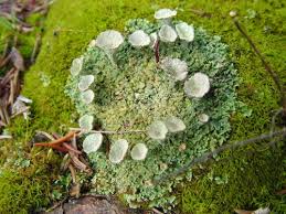 The town is being promoted as a tourist destination by the sikkimese government. Urban Forest Ecology Lichens Bioindicators Hidden Marvels With Laura Wyeth New York State Urban Forestry Council