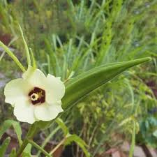 Image result for Abelmoschus esculentus