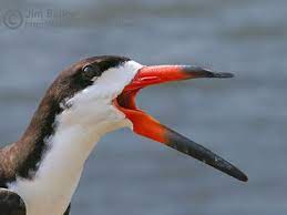 موسوعة الصور الأكثر وضوحا طائر أبو مقص يا للعجب painting animals bird