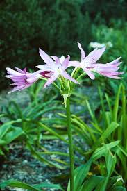 Image result for Crinum walteri
