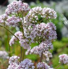 Image result for Valeriana capensis