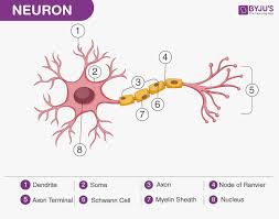 The nervous system maintains internal order within the body by coordinating the activities of this is primarily conducted through electrochemical signaling between nerves and other cells. Human Nervous System Structure Function Parts