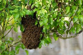 My neighbor tried it once when bees or wasps started building a nest in a small tree or bush. Honeybee Swarms Act Like Superorganisms To Stay Together In High Winds New Scientist