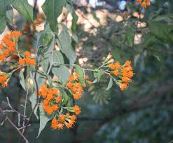 Image result for Distephanus divaricatus