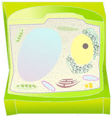 Plant cells have rigid outer cell walls outside cell membranes, while animal cells have only cell membranes around the outer perimeter. Plant Cell Text Images Music Video Glogster Edu Interactive Multimedia Posters
