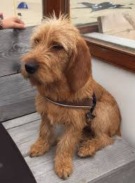 Basset Fauve De Bretagne Foof Waaijpolder Dogs Hound Breeds Griffon Dog