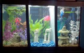 Since betta fish can survive in many different types of environments, people think it's a good idea to pick a sizable tank for your betta. 10 Gallon Divided Tank Housing 3 Bettas I Like The Idea Of Having Different Colored Rocks In Each Section Betta Fish Betta Beautiful Fish