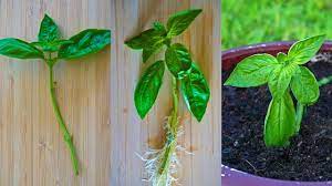 Maybe you would like to learn more about one of these? How To Grow Basil From A Cutting Root And Propagate Basil In Water Youtube