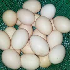 Agar proses pengeraman telur ayam kampung berjalan dengan baik, ada 2 hal penting yang harus diperhatikan:1. Telur Ayam Kampung Asli Shopee Indonesia