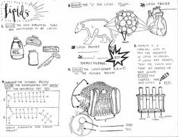 Biomolecules Coloring Worksheets Teaching Resources Tpt Did you scroll all this way to get facts about biomolecules? biomolecules coloring worksheets