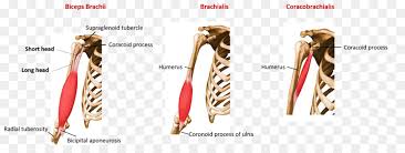 The radius is a long bone in the forearm. Muskel Radialen Tuberositas Kopf Des Radius Bizeps Anatomie Png Herunterladen 2376 869 Kostenlos Transparent Schulter Png Herunterladen