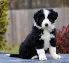 Many dogs of this breed have heterochromia. Border Collie Mix Puppies For Sale Greenfield Puppies