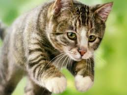 Check spelling or type a new query. Ini Alasan Kucing Suka Mengikuti Kita Ke Kamar Mandi Citizen6 Liputan6 Com